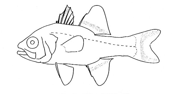 Representative of the family Apogonidae (Gosline & Brock, 1960, fig. 84)